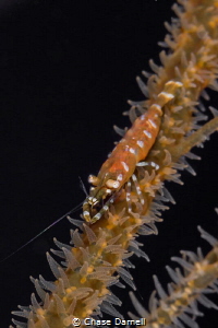 "High Wire" 
A Wire Coral Shrimp walks the tight rope. by Chase Darnell 